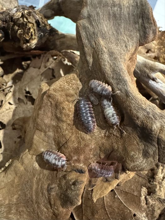 Armadillidium kulig skeleton, isopody 20 szt.