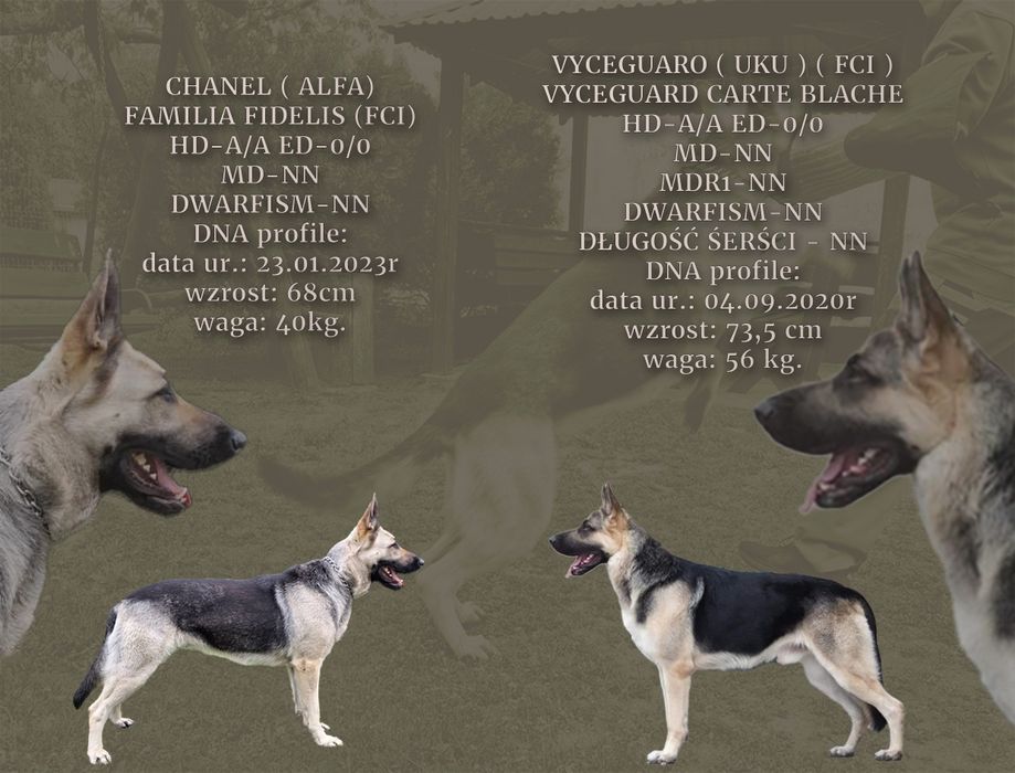 Owczarek wschodnioeuropejski VEO  ( FCI)