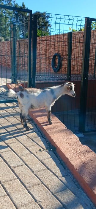Cabras micro anãs com três meses fêmeas para mudar de pasto ideal para oferecer a criancas