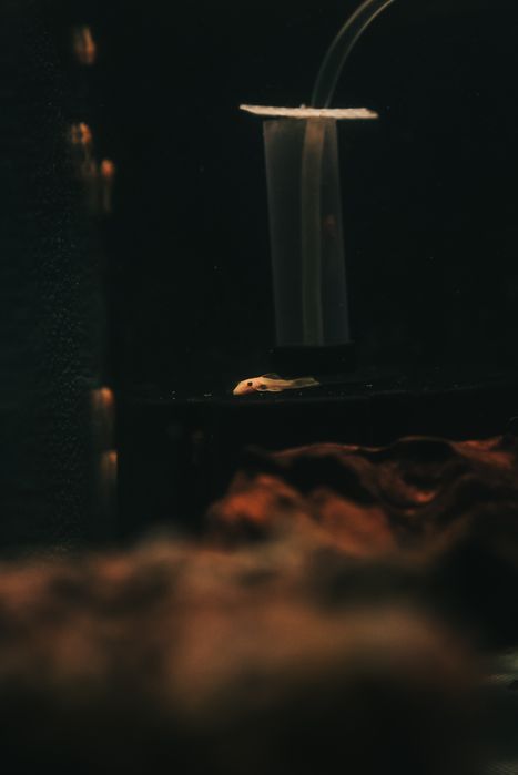 Ancistrus Super Red e Ancistrus Lemon Blue Eyes