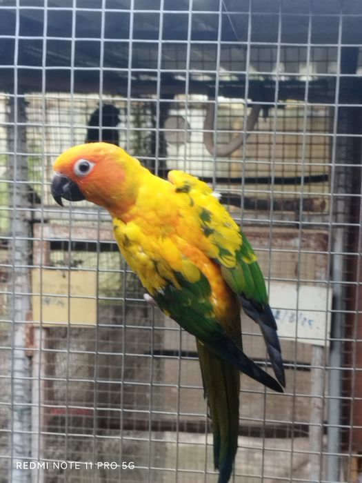 Conur cabeça azul e Aratinga sol