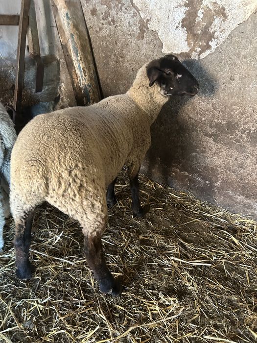Animais de quinta ouvelhas