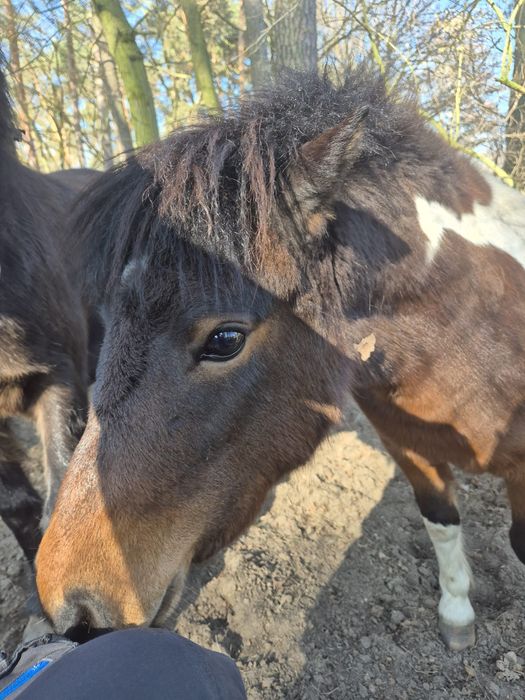 Kuc szetlandzki/ klacz