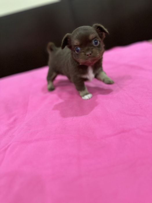 Macho chihuahua mini