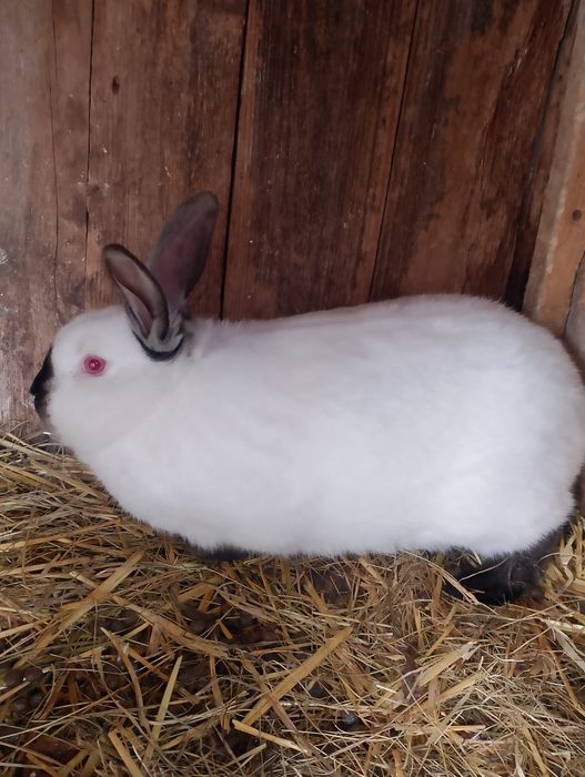 Sprzedam królika samca kc
