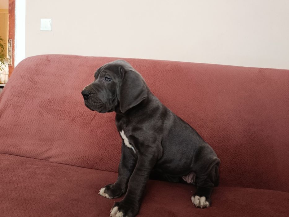 Dog niemiecki błękitna piękna sunia