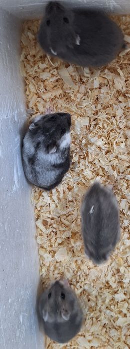 Chomiki dżungarskie