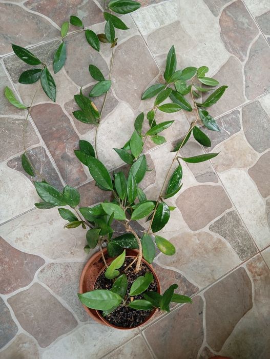 Flor de cera grande