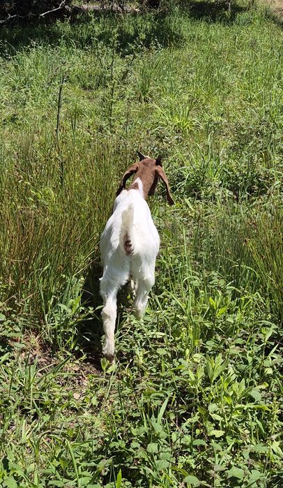 Vendo Cabrita boer pura