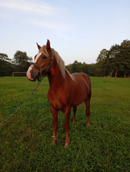 Коні на продаж робочі