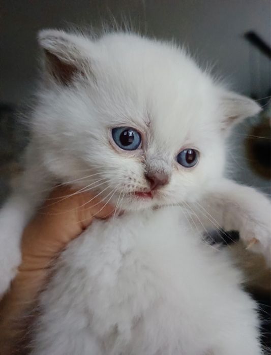 Kotka brytyjska point