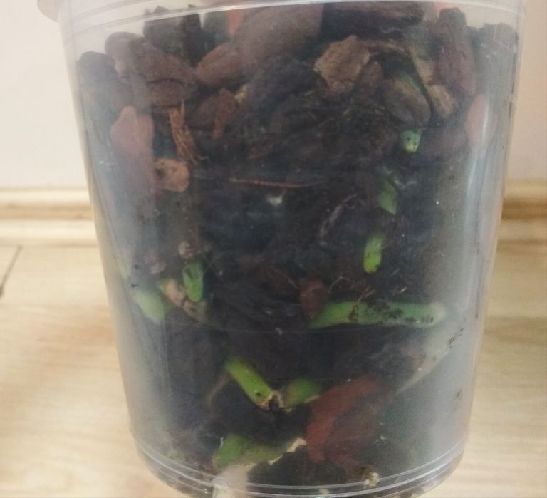 Орхидея фаленопсис Дикий кот, реанимашка