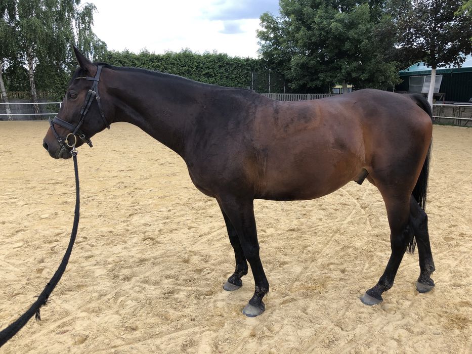 11-letni wałach do ambitnej rekreacji i małego sportu