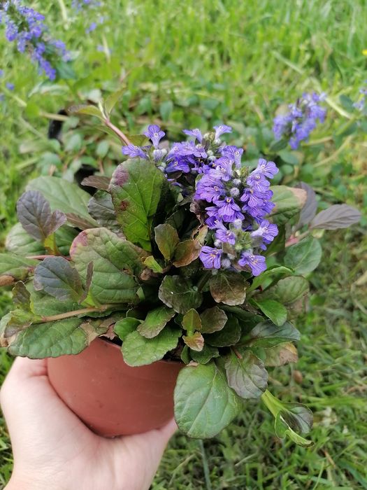 Dąbrówka rozłogowa czerwona