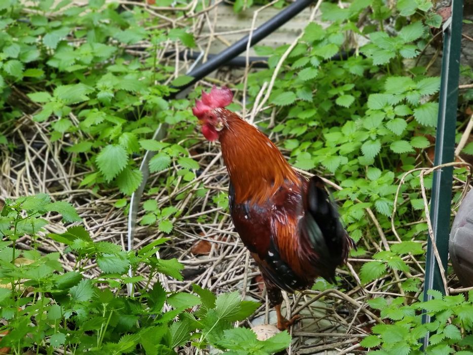 Galo Garnizé Adulto - Muito Bonito e Saudável