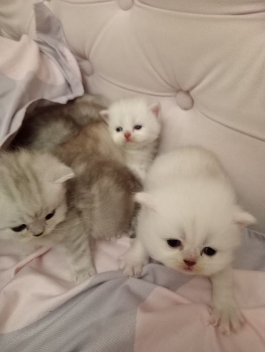 Вязка , британская шиншила. Поселок  Котовского