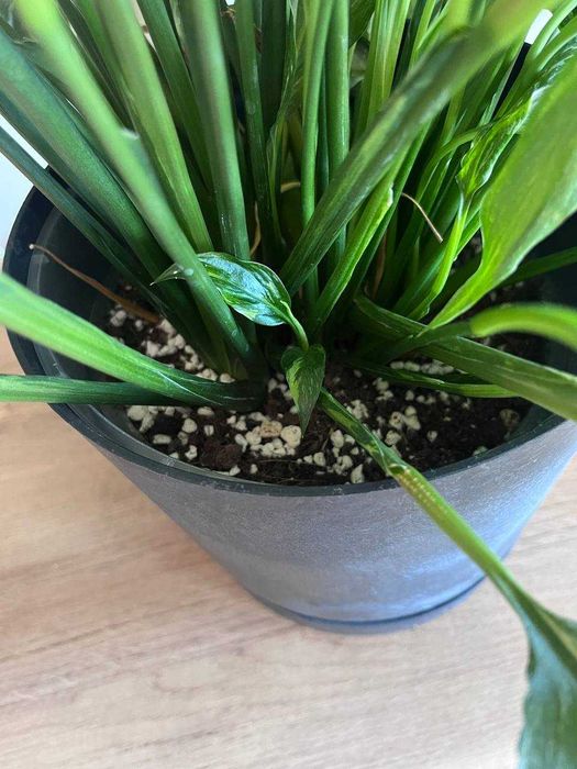 Spathiphyllum Diamond variegated - duża, zdrowa roślina