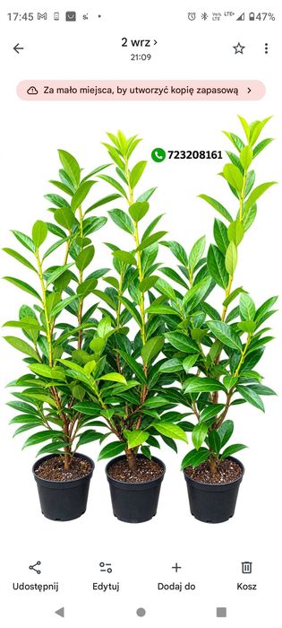 Laurowisnia wschodnia Novita Caucasica