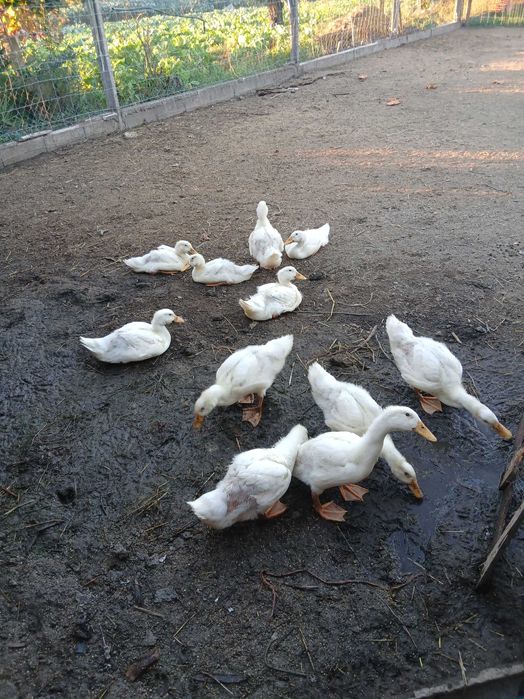 Vendo patos criados no campo