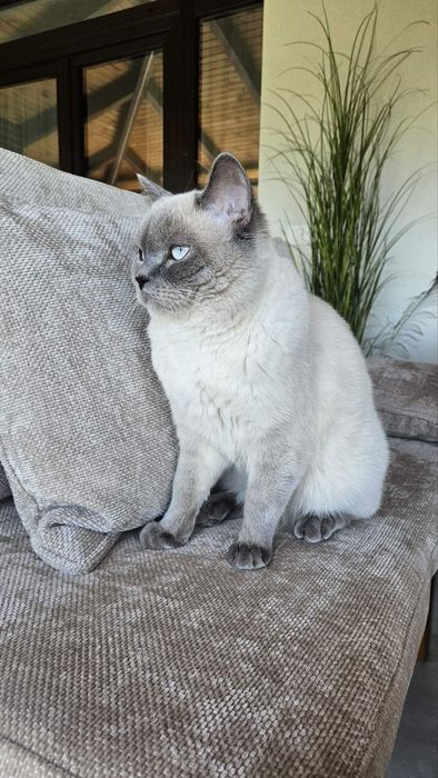 Котик чикає кішечок