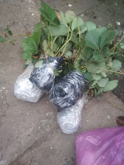 Продаю клубніку чотирьох сортів