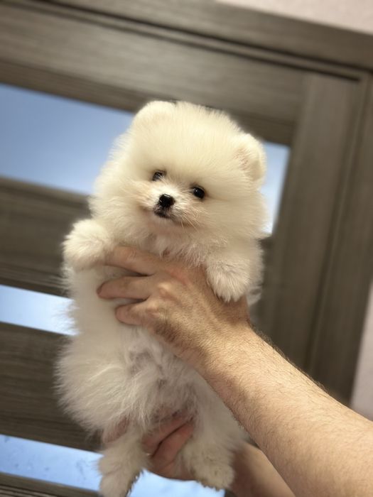 Померанский шпиц мальчик