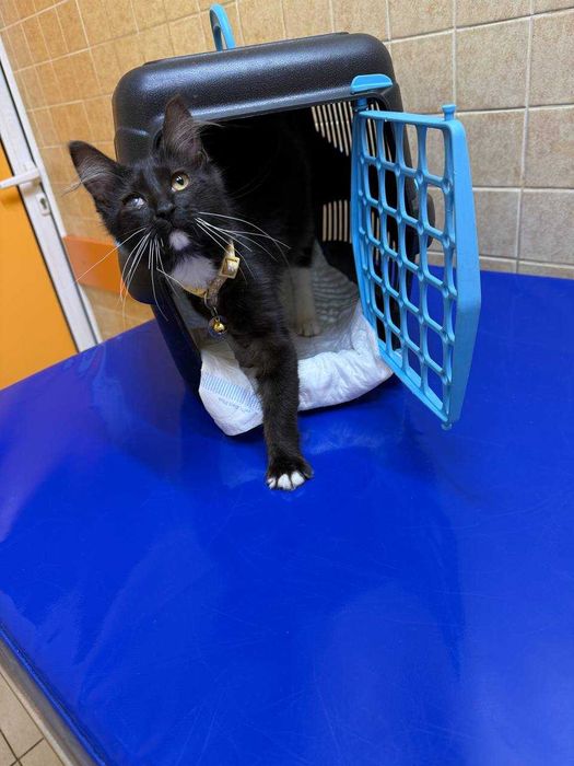 Кошечка черная белая кот котик котята девочка 5 месяцев ищет семью бесплатно харьков