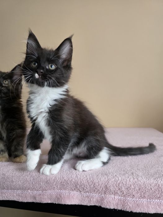 Kocur  Maine Coon, FPL rodowód