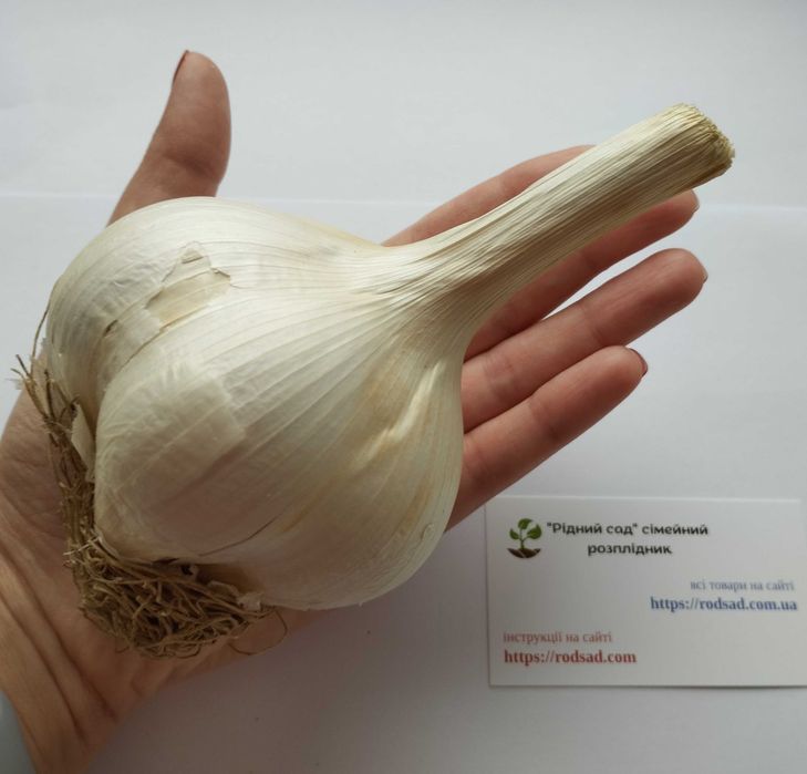 Рокамболь часник гігант насіння (2 сорти) цибуля-часник семена чеснок
