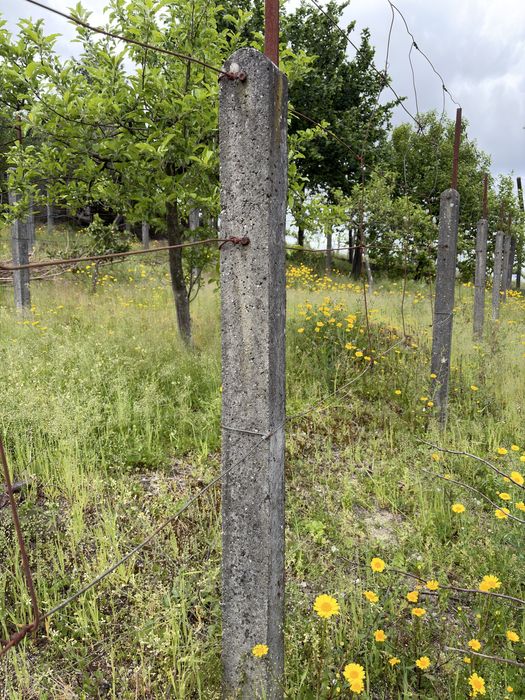 Vendo 50 esteios para vinha