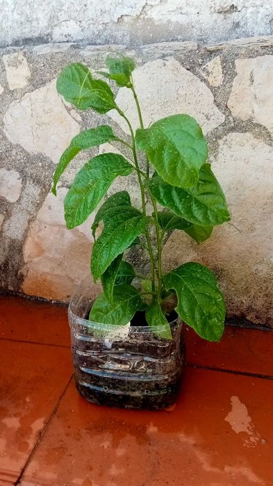 2 Pés de maracujá amarelo