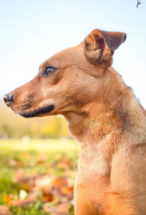 1,5 roczny delikatny psiak prosi o Dom!