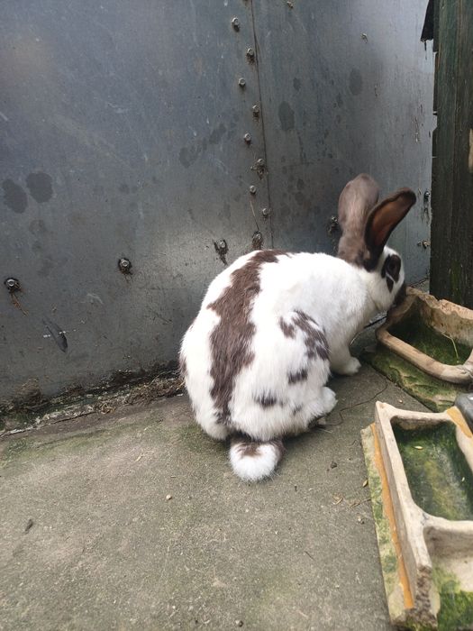 Samce. .              .