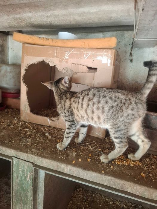 Gatinha para adopção