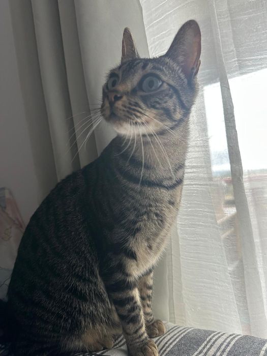 Doce- gato adulto super meigo para adoção