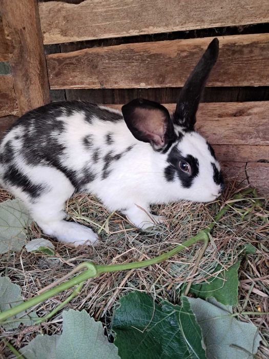 продам кроликів Бабочка, Панон, Строкач