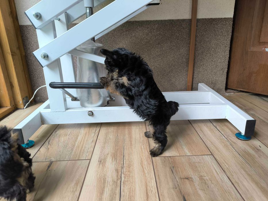 Wesoły piesek Yorkshire terrier czarny podpalany