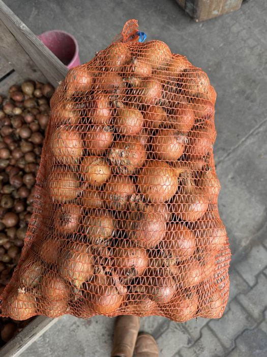 Cebula centro ……