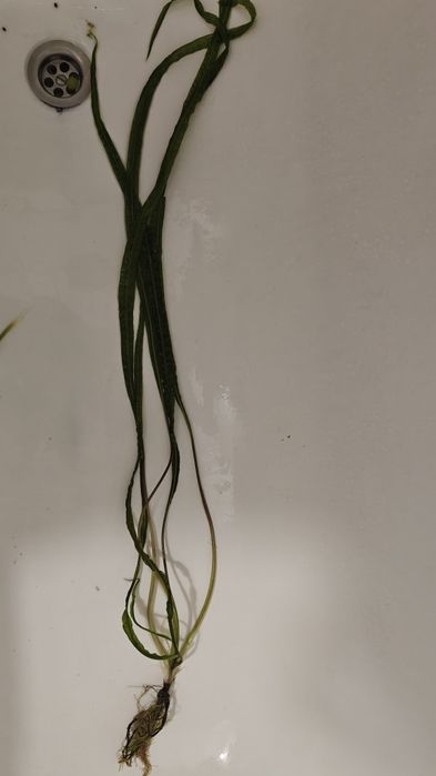 Roślina Cryptocoryne balanse