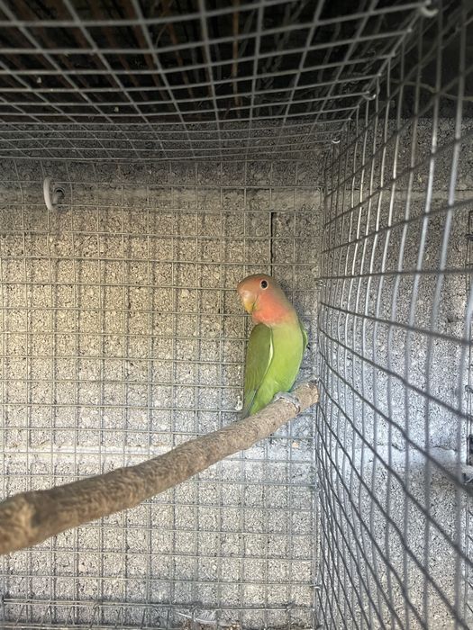 agapornis roseicollis