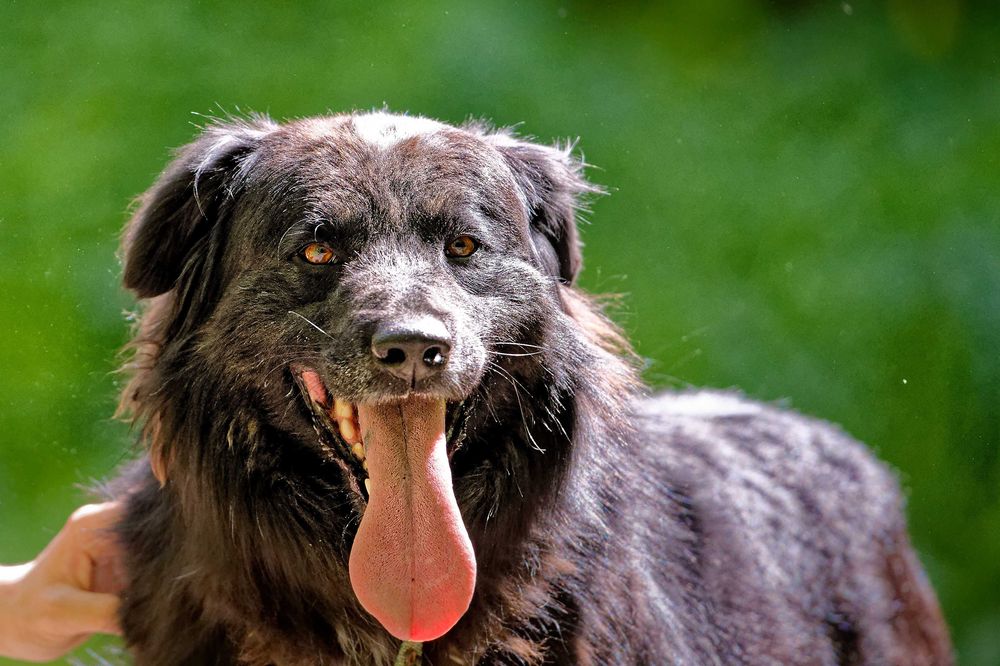 Corso- adoptuj a twój świat będzie piękniejszy [FILM]