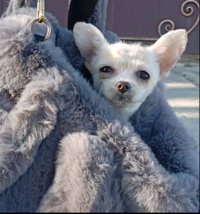 Чихуахуа девочка  микс