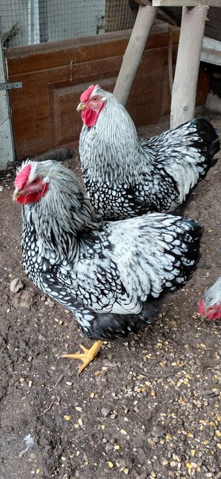 Galos wyandotte prata