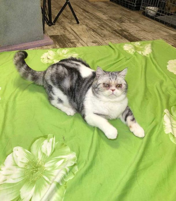 Толстушка Шотландская кошечка Пушинка, нежная и добрая, 1-3 годика