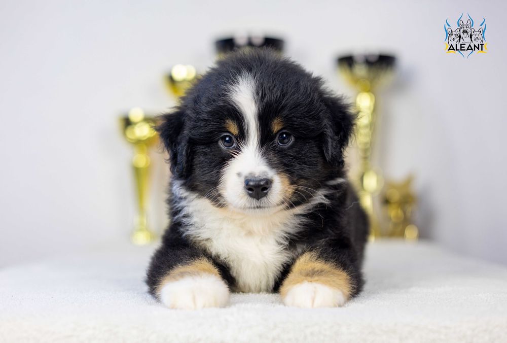 Miniaturowy owczarek amerykański,  MAS– piesek. Facebook-Alona Aleant