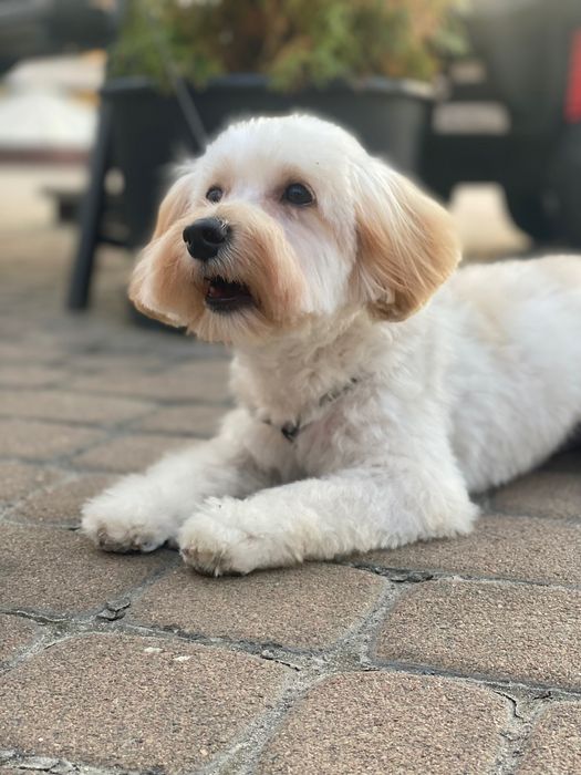 Мальтипу з ветпаспортом