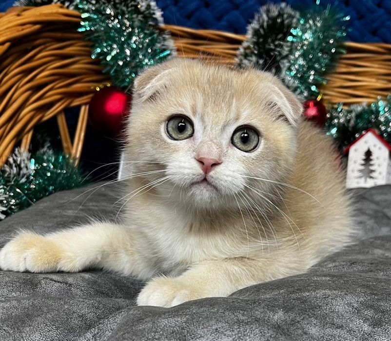 Висловухий котик  Едісон