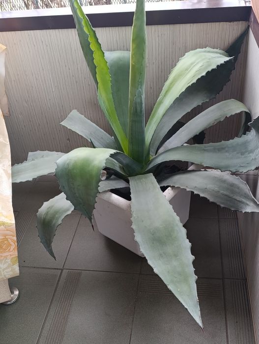 Продаю Агаву зелену