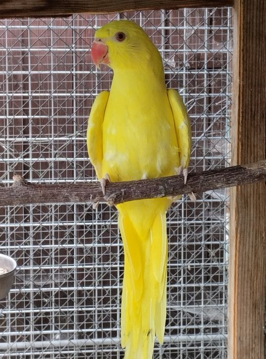 Aleksandretty obrożne żółte