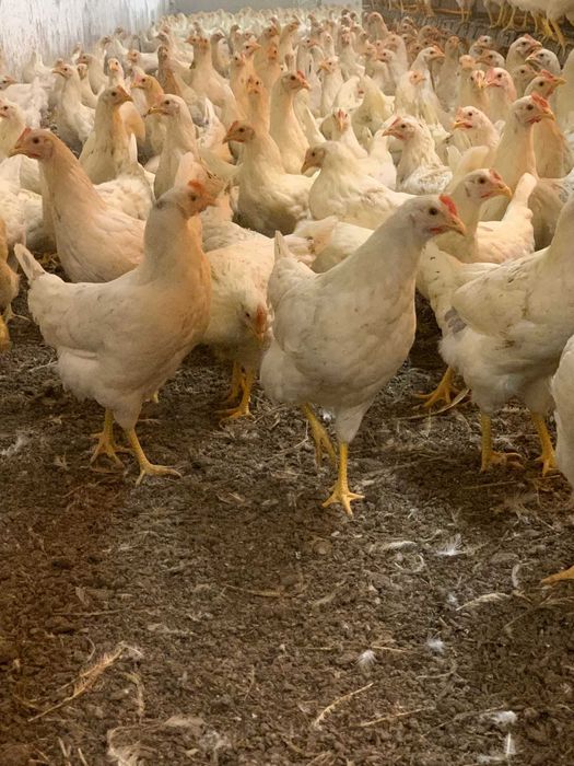 Kury nioski młode Rosa Tetra Dominant Leghorn z wolnego wybiegu. Dowóz